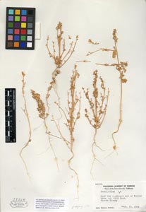 Herbarium sheet of 